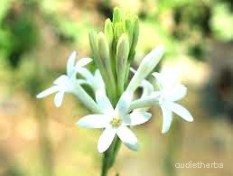 augmented_Polianthes tuberosa flower5_brightness_inc.jpeg